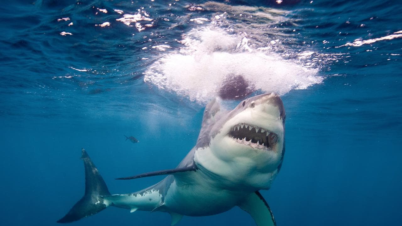 South Australia launches real-time shark warning site | news.com.au — Australia’s leading news site for latest headlines