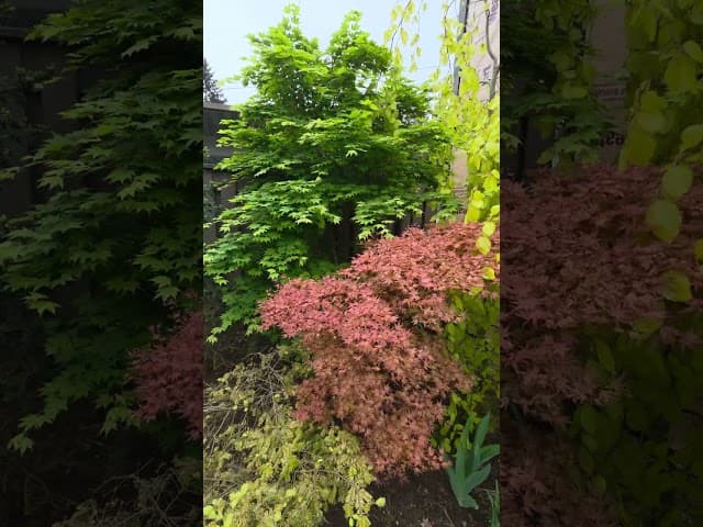 Camellia and Japanese Maple Spotlights