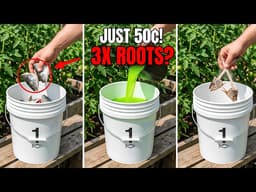 50¢ Tomato Hack That TRIPLES Your Roots (Garden Centers Hate This)
