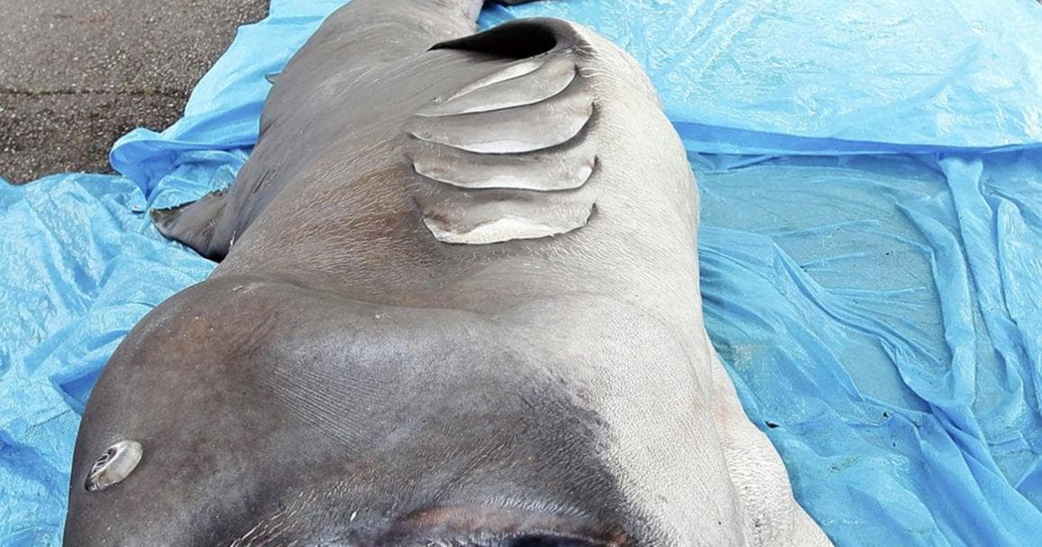Ancient fossilized tooth of megamouth shark found on coast of Okinawa Island