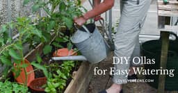 How to Make DIY Ollas (Terracotta Watering Pots)