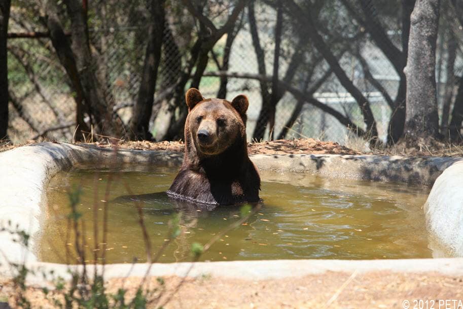 A 'Happily Ever After' Ending for Ben the Bear | Feature
