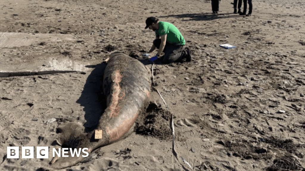 'Highly unusual' sperm whale calf strands in Cornwall and Devon