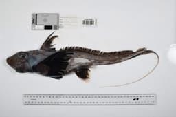 Over 1000 new ocean species discovered in historic deep sea ...