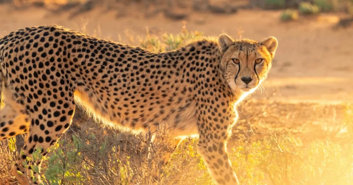40 Wildlife Species Receive Enhanced Protection at UN ...