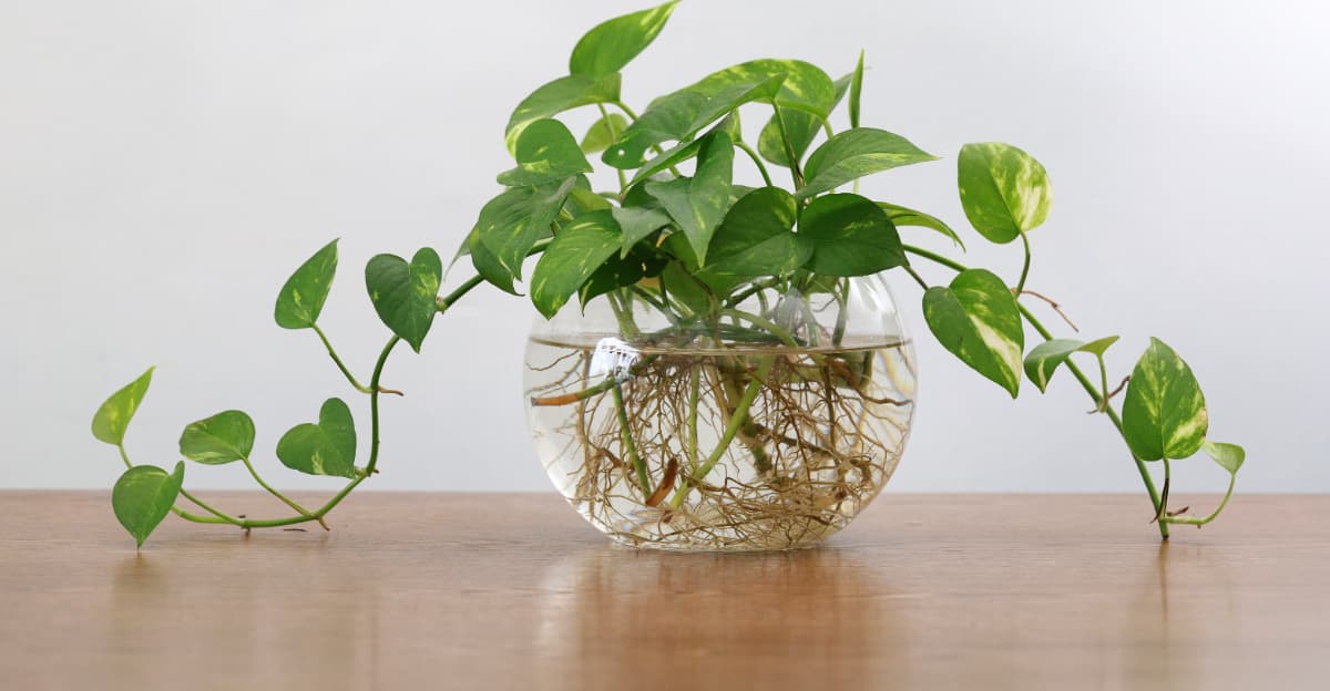 8 Easy Houseplants To Grow From Cuttings In Arizona