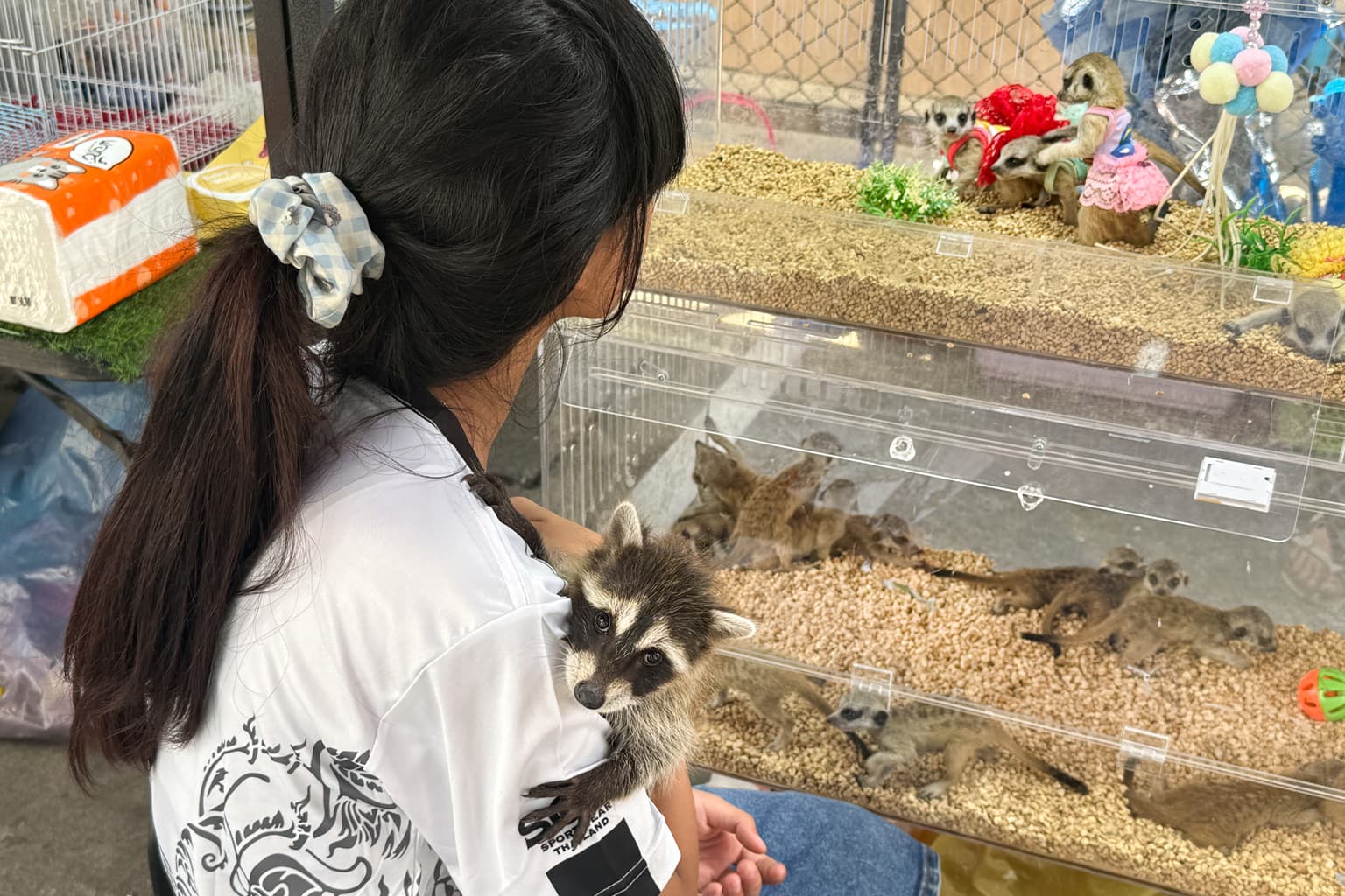 More Latin American species are surfacing at a Bangkok ...