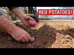 Planting Red Potatoes for a Big Harvest | Step‑by‑Step Garden Guide