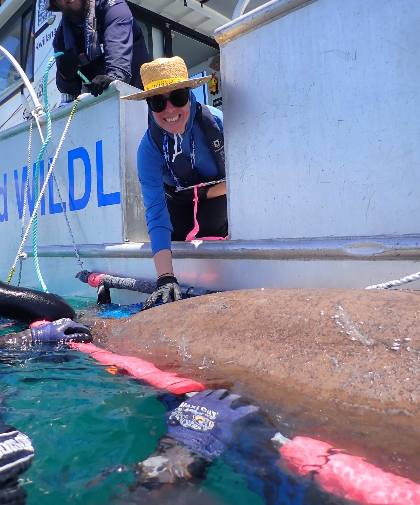 Tigers of the sea: are Shark Bay's apex predators feeding on its most ...
