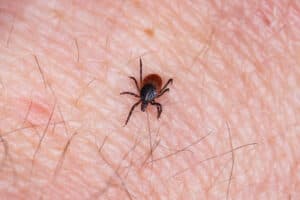 Funding Expands Opportunities To Reduce Tickborne Diseases