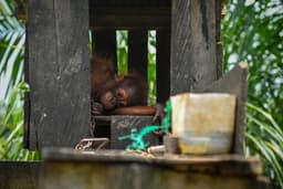 Global Guidance on Wildlife Management Must Not Enable ...
