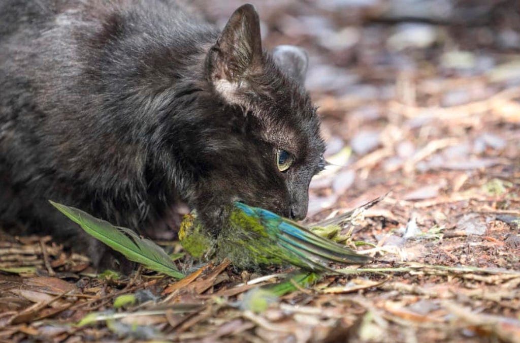 Feral - by Jason Anthony - Field Guide to the Anthropocene