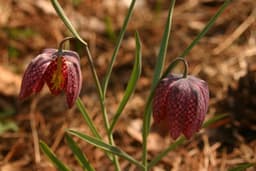 Guinea Hen Flower, Fritillaria meleagris - Wisconsin Horticulture