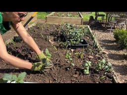 Planting Snapdragons & Gladiolus for Cut Flowers, Update on My Parents Garden Renovation