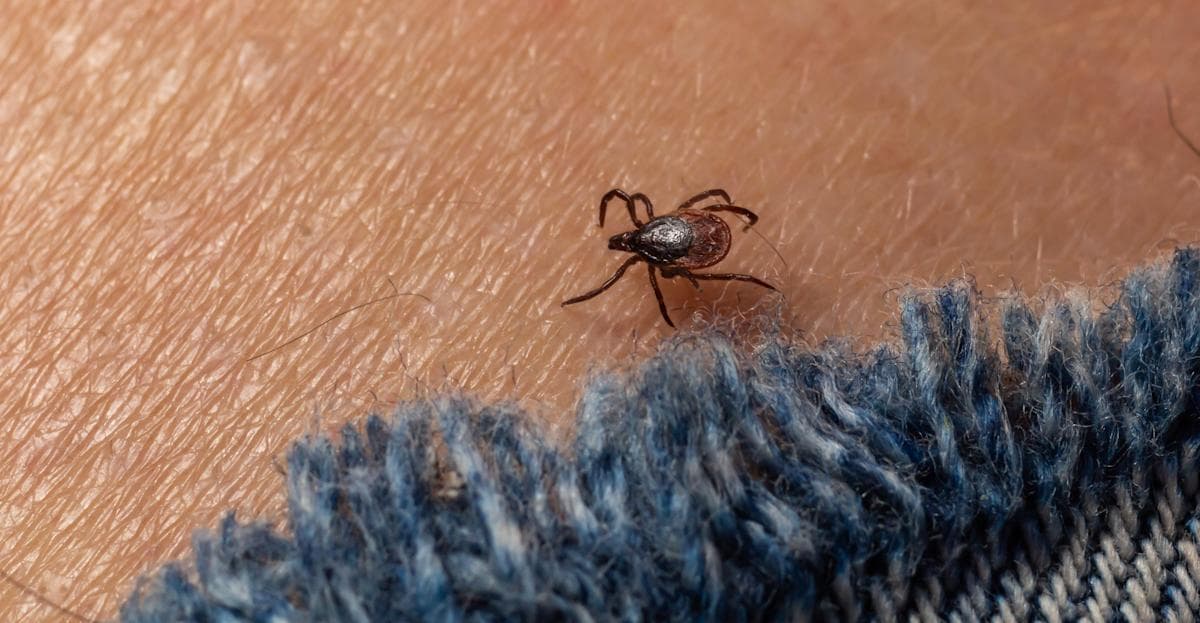 Lyme disease is spreading, but a new vaccine could curb infections - AOL