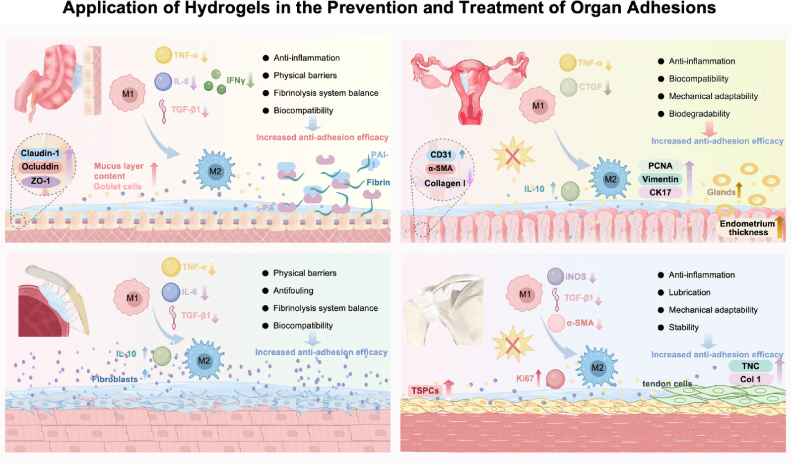 Hydrogels strategies for organ adhesions: from mechanism to application | Journal of Nanobiotechnology