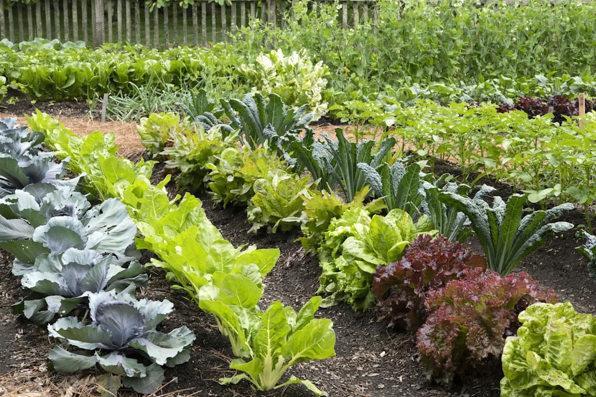 Should You Fertilize Your Vegetable Garden?