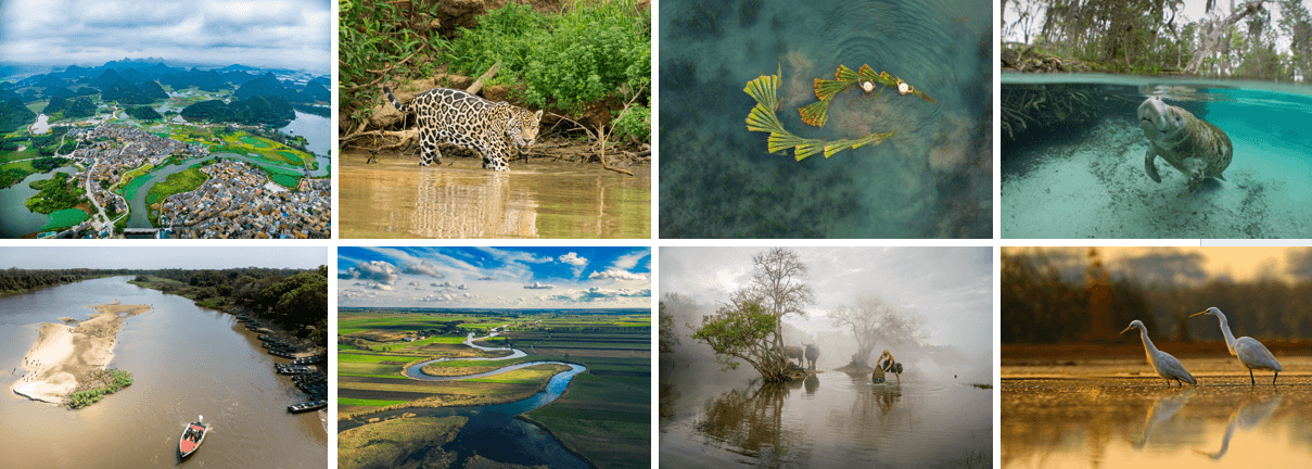 Giving Green recognises Wetlands International as top biodiversity nonprofit  - Wetlands International