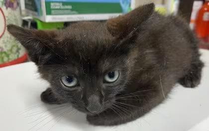 🐱 Playful Kittens Ready for Adoption in Crestview, FL