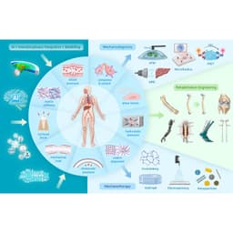 Transformative biomechanics and mechanobiology breakthroughs shaping the future of health and medicine - ScienceDirect