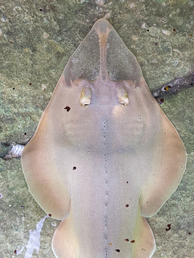 Species behavior drives Red Sea conservation plans | Arab News