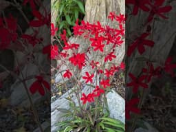 Silene virginica ‘Forged by Fire‘