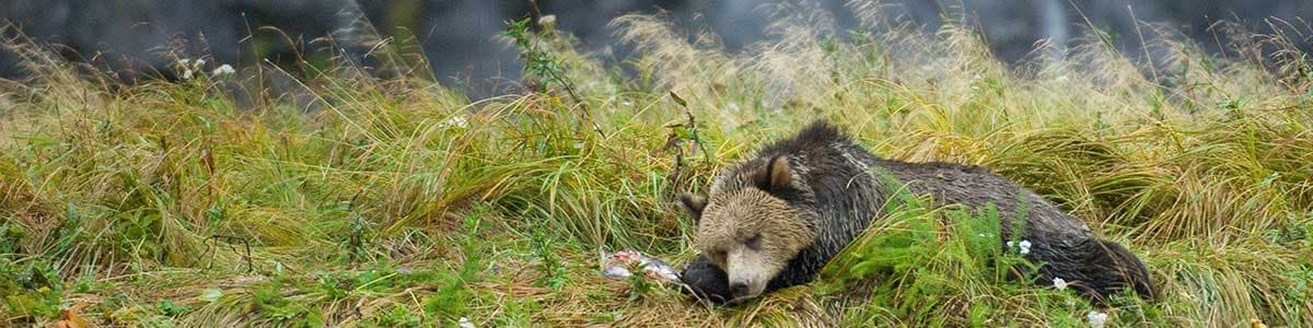 Grizzly Bears | Raincoast