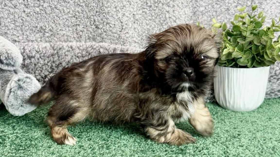 How to Prevent Resource Guarding in Puppies