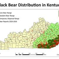 Sightings of young black bears increase with summer ...
