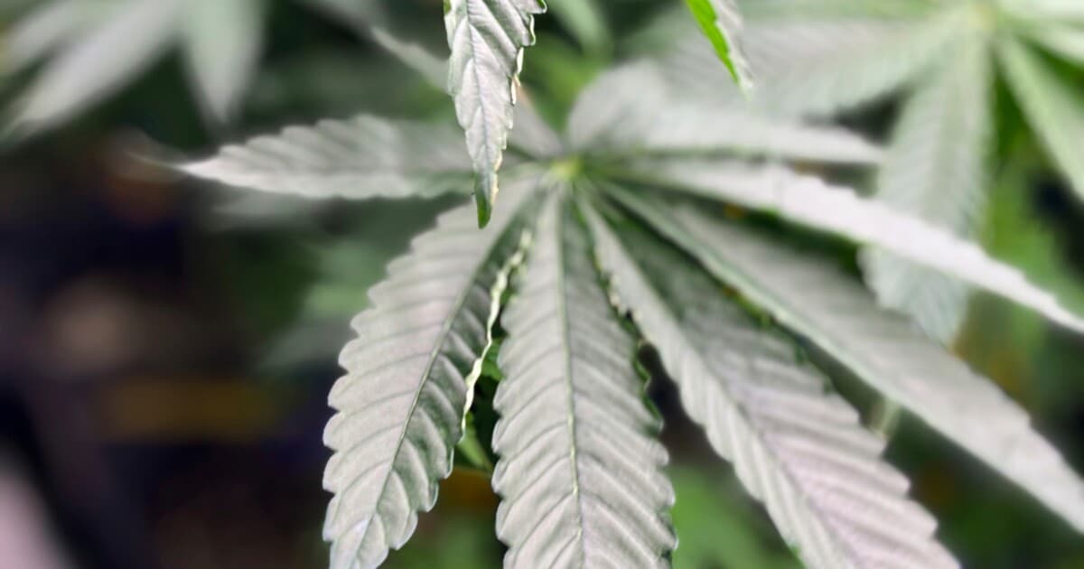 Virginia legislators hope for retail weed market compromise in state budget