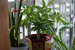 The One Thing Your Money Tree Needs to Thrive