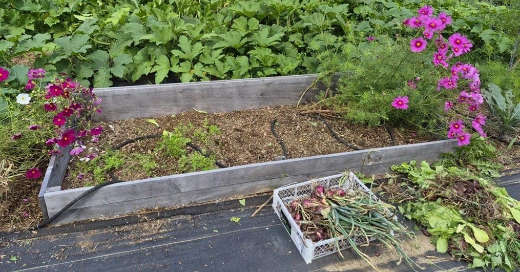 Fall Planting for Winter Eating and Spring Harvest
