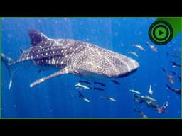 Operation Ningaloo: The High-Stakes Mission to Save the Whale Shark