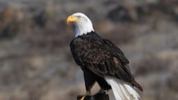 How Habitat Protections Under the Endangered Species Act Saved the Bald Eagle, America's Most Symbolic Animal