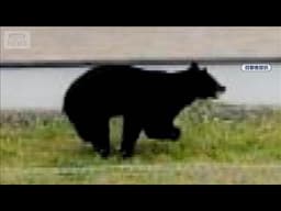 クマが住宅街や道路で…　福島県内で出没相次ぐ【スーパーJチャンネル】(2026年5月16日)