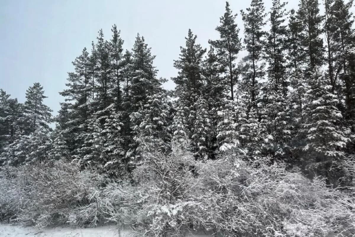 The first snow in Orenburg: what awaits the region in the new ...