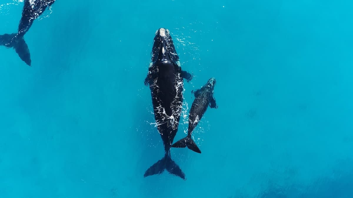 Scientists finally have an explanation for this weird whale ...