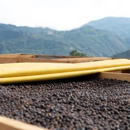 Washed vs Natural Yirgacheffe Specialty Coffee Flavor Profiles
