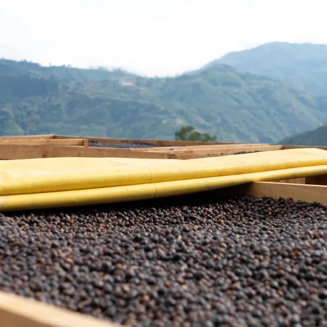 Washed vs Natural Yirgacheffe Specialty Coffee Flavor Profiles