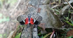 Spotted lanternflies are inching closer to Georgia crops. ...