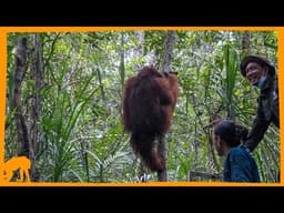 Watch This Huge Wild Orangutan Go Back Home