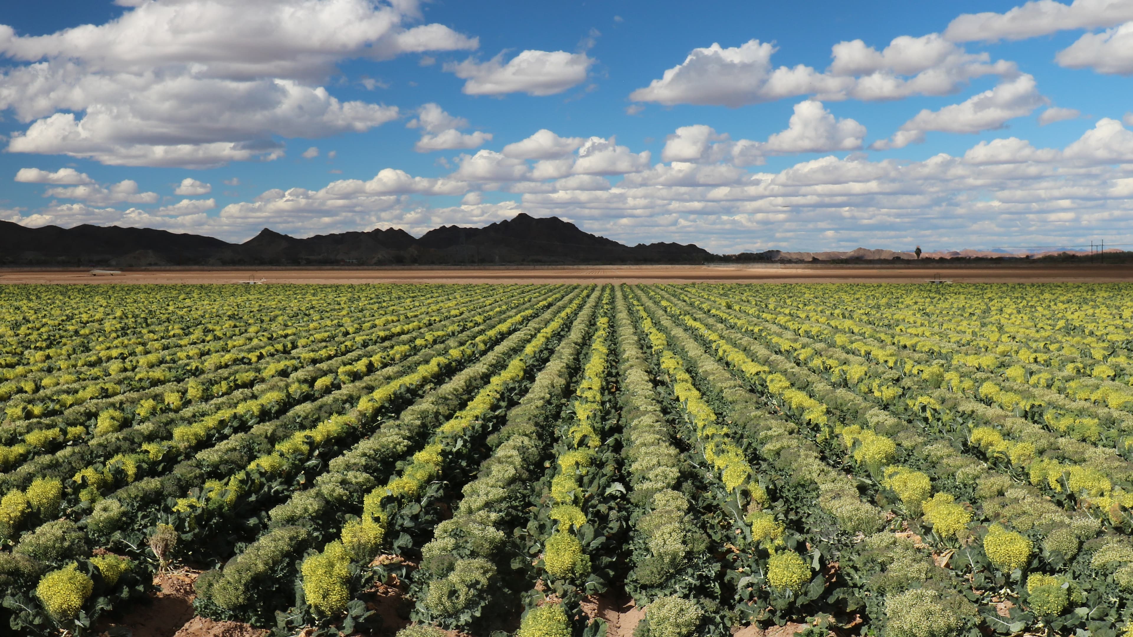 New research targets pests, soil health and water use in Yuma ...