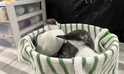 A Sea of Murres in Trouble