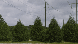 More Santa Rosa County residents report animal losses after power line herbicide spraying