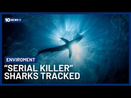 New DNA Program Targeting “Killer Sharks” Sparks Debate | 10 News+