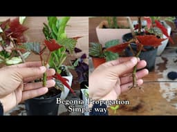 How to Grow and Propagate Begonia from Cuttings | Begonia Plant Care