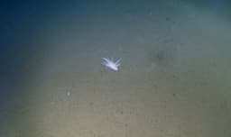 Rich biodiversity found in Japan's deepest ocean trenches, including an unidentified 'mystery' species
