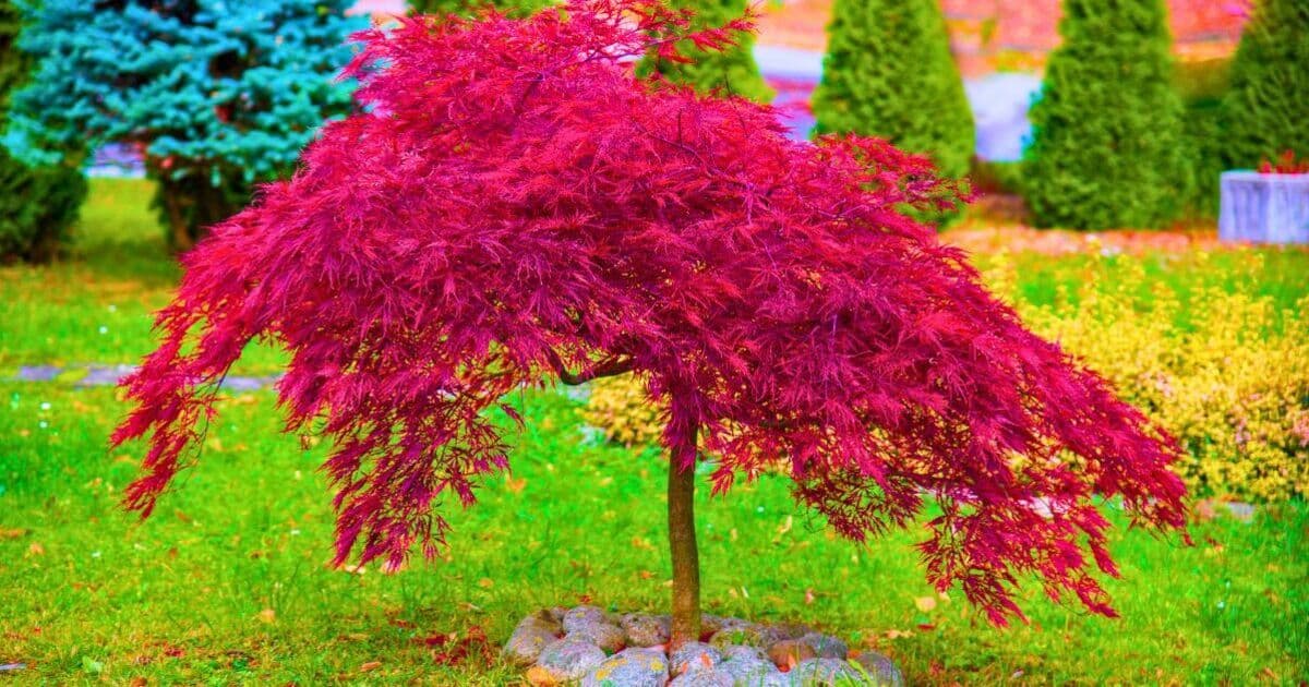 Japanese maples stay healthy in April if you bury a simple thing in their soil | Express.co.uk