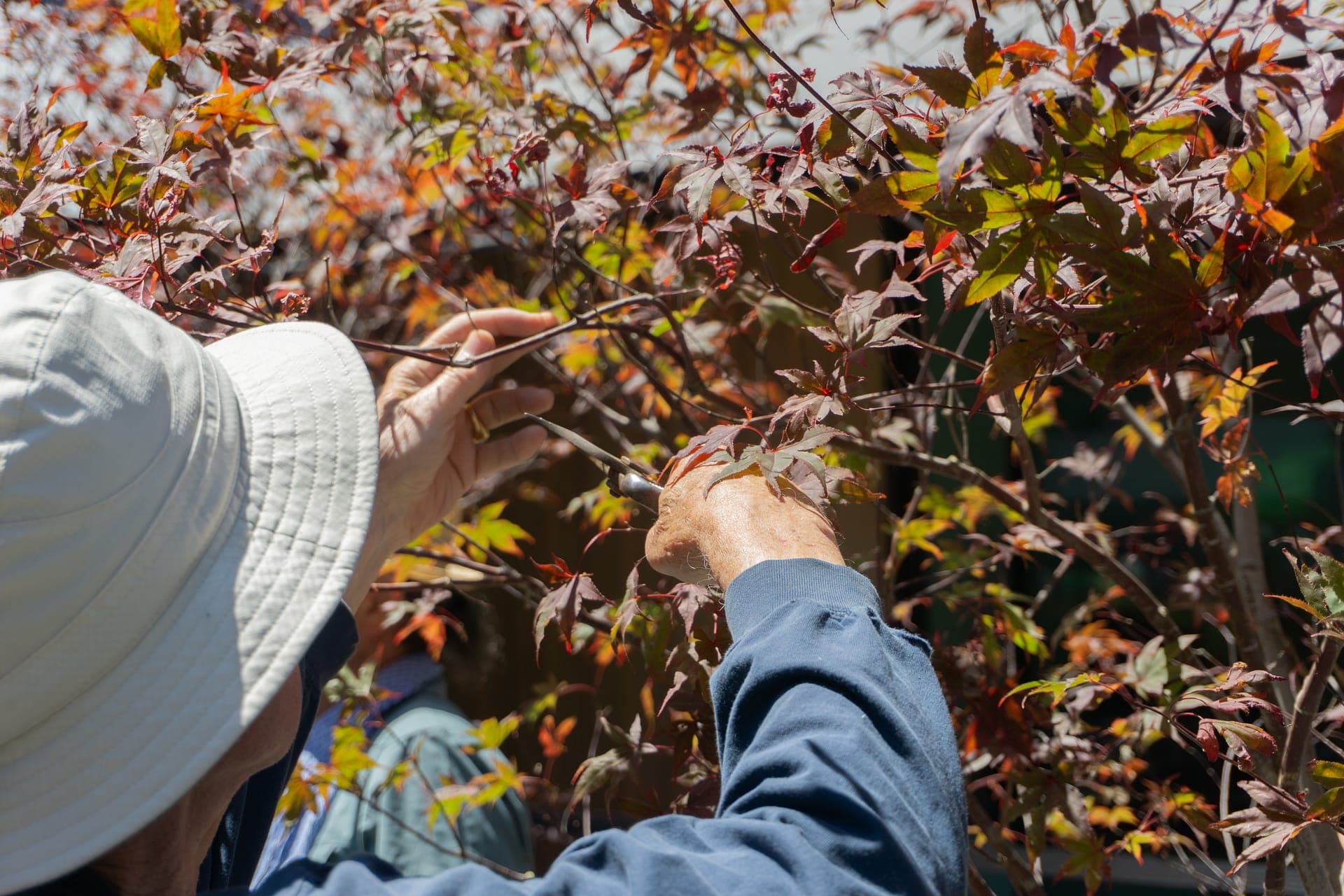 Maple Pruning Workshop