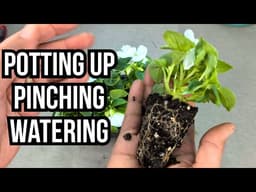 Tips On Potting Up Impatiens Lobelia Lavender Petunias